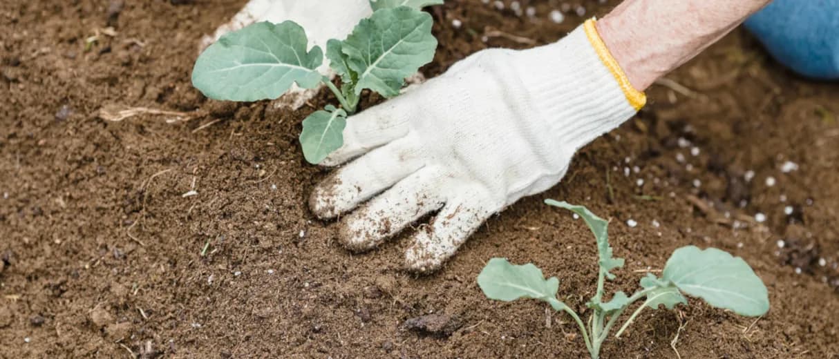 Eine gefüllte Gemüsekiste mit buntem Gartengemüse.